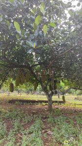 海口琼山区40亩挨着水库林地转让设施齐全