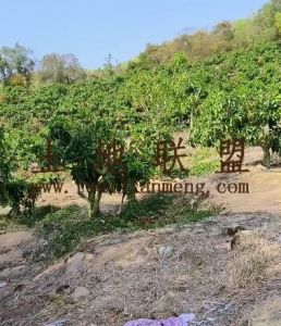 万宁100亩果园转让设施齐全接手管理就有收益