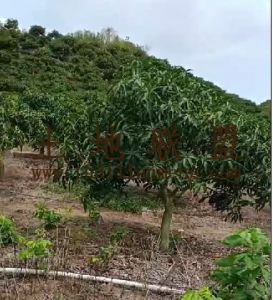 乐东160亩芒果园转让位置优越可以分期付款