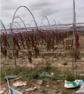 乐东77亩哈蜜瓜种植地出租设施齐全可以随时进场耕种