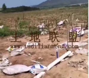 昌江300亩短期种植地出租交通便利土壤肥沃