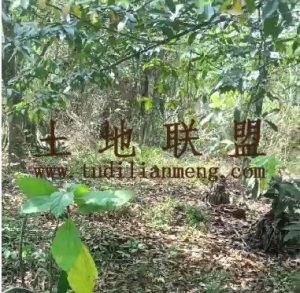 东方40亩林地租金600元/亩/年可以分期付款