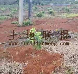 琼海15亩荔枝园租金450元/亩/年五年一付交通便利