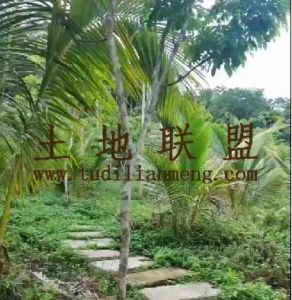 万宁122亩林地农场地可以更名租金200元/亩/年