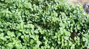 东方900亩种植地租金160元/亩/年一年一付