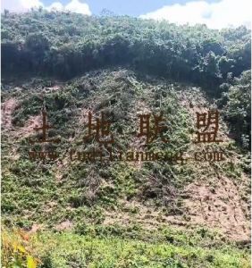 琼中2000亩林地租金500元/亩/年五年一付