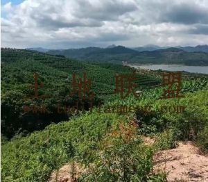 乐东50亩林地转让租金600元/亩/年可以分期付款