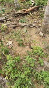 屯昌19亩养殖设施地出租交通便利