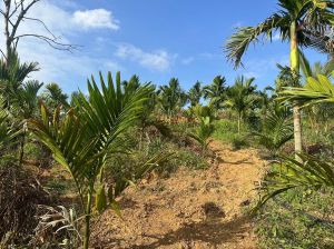 保亭13亩果园地转让交通便利接手管理就有收益