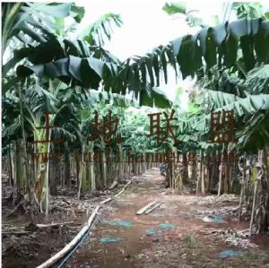 海口琼山区100亩基本农田地水电设施齐全