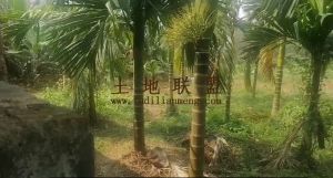 澄迈14.5亩槟榔园转让租金一年900转让费38万
