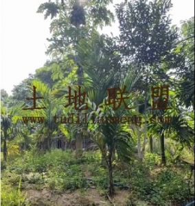 琼海7亩槟榔园在水库对面个人自留地转让费只要7万