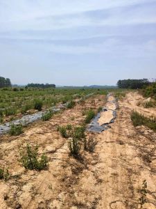 昌江100亩林地租金五年一付交通便利