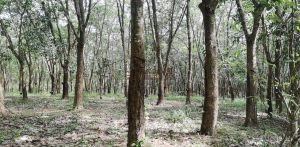 定安240亩临近河边林地租金180元/亩/年交通便利