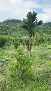 琼中110亩林地租金150元/亩/年一年一付