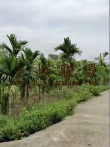 定安20亩槟榔园地主急需用钱低价出租接手管理就有收益