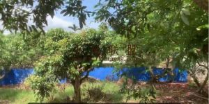 陵水18亩龙眼园出租设施齐全租金可以五年一付