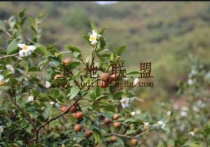 临高县城周边90亩林地位置优越租金可以十年一付