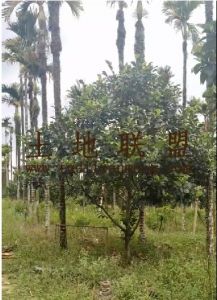 琼海70榴莲蜜园农场地可以更名租金120元/亩/年