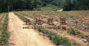 昌江101亩槟榔园转让设施齐全租金可以分期付款