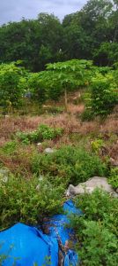 儋州15亩果园地转让设施齐全转让费30万