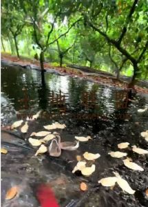 定安4亩林地农场地租金80元/亩/年转让费20万