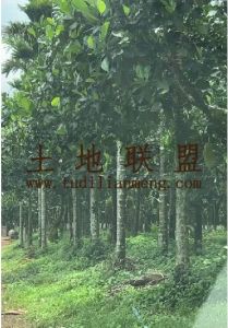 定安69亩果园农场地可以更接手管理就有收益