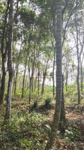 白沙30亩林地农场地可以更转让费只要26万