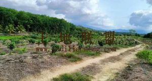 陵水32亩芒果园农场地可以更名租金200元/亩/年