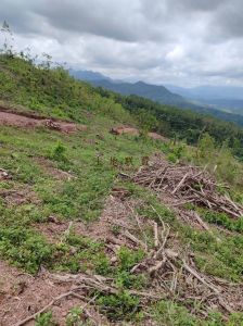 白沙1400亩林地租金400元/亩/年五年一付