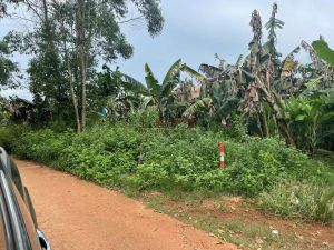 澄迈200亩短期种植地出租设施齐全交通便利