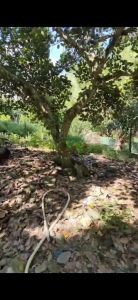 陵水13亩菠萝蜜园农场地可以更名交通便利