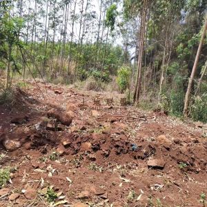 临高250亩红土种植地租金550元/亩/年十年一付