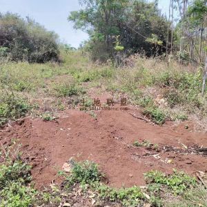 乐东1200亩林地租金100元/亩/年一年一付