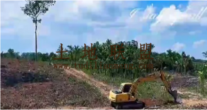 保亭40亩林地交通便利租金660元/亩/年一年一付