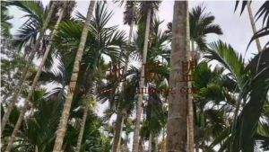 定安60亩槟榔园短期出租接手管理就有收益