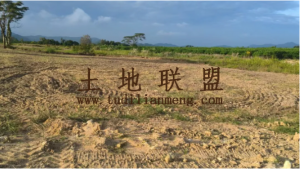 东方62亩林地已平整好可以随时进场租金670元/亩/年