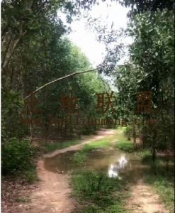 定安300亩林地租金便宜土壤肥沃