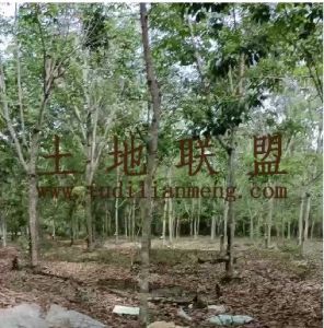 琼中农场60亩林地租金120元/亩/年转让费40万