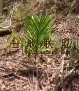 定安47亩槟榔地灌溉设施已铺设租金便宜