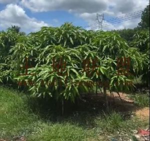 乐东50亩芒果园设施齐全接手管理就有收益
