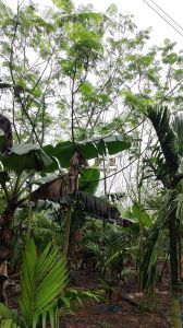 三亚200亩短期种植出租水电设施齐全交通便利