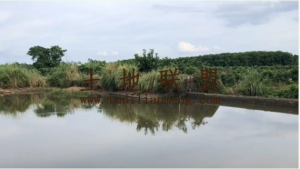 澄迈40亩鱼塘设施齐全交通便利租金3.5万/年两年一付