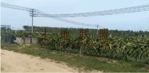 东方50亩火龙果园转让设施齐全租金已付清交通便利