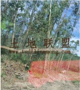 昌江300亩林地可以分期付款水电路方便