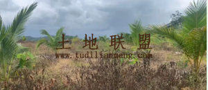 保亭80亩椰子园农场地可以更名设施齐全