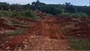 临高200亩红土短期种植地出租水电设施齐全交通便利