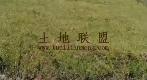 文是300亩基本农田短期出租交通便利水电房齐全