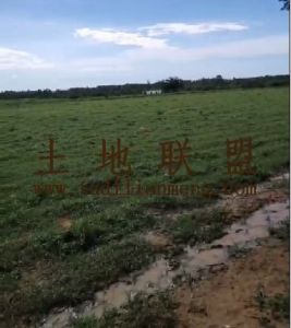 儋州600亩基本农田短期出租水电房设施齐全