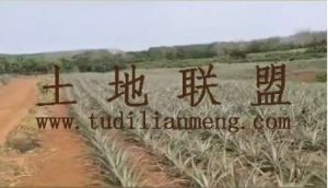 定安18亩林地转让交通便利27年合同租金已付清转让费31万